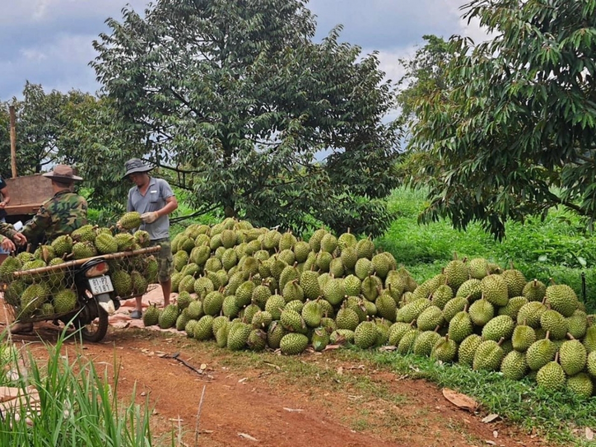 Kon pơlei jang chŭn mir Gia Lai chhôk hơiă mơ̆t lơ̆m pơyan phĕ tĕch sầu riêng