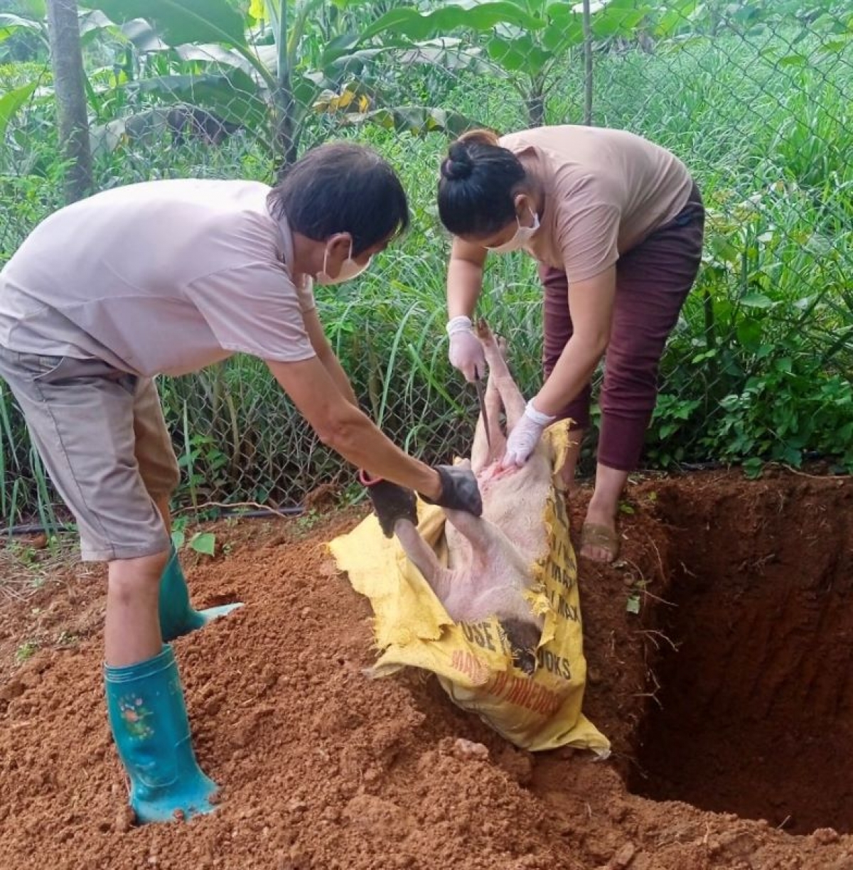  Từ đầu năm đến nay, tại Cao Bằng đã có khoảng 500 cá thể lợn nhiễm tả châu Phi, tổng trọng lượng tiêu hủy hơn 17.000 kg