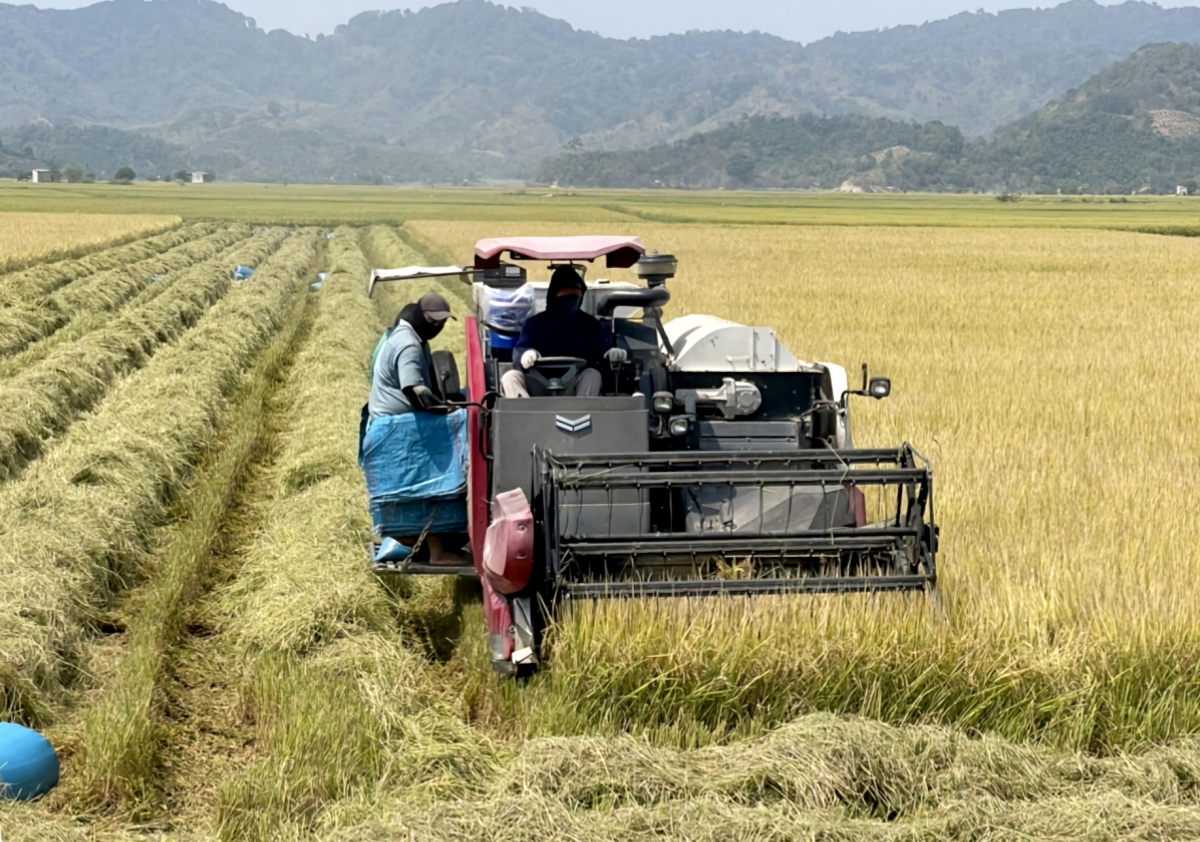 Rim thun, Dak Lak ngă hmua pơdai hơđong rơbêh 100.000 ha, rơnoh pơhruiglăi 800.000 tơn