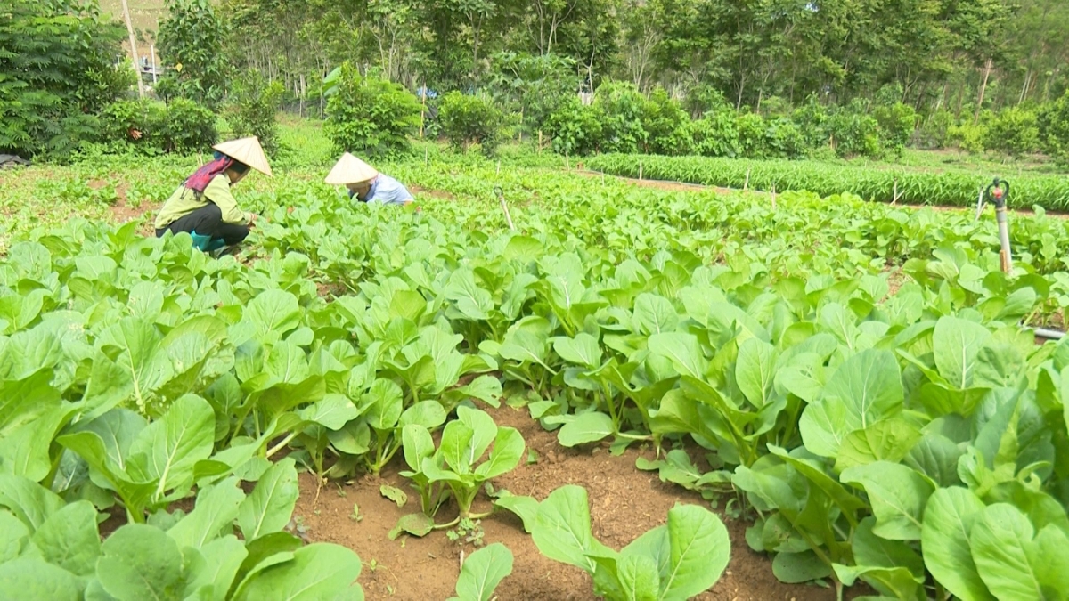 
Kon pơlei choh jang sa Sơn La tĕch mơdro tơmam drăm choh jang sa sơđơ̆ng gơnơm tơgoăt jang hơdoi