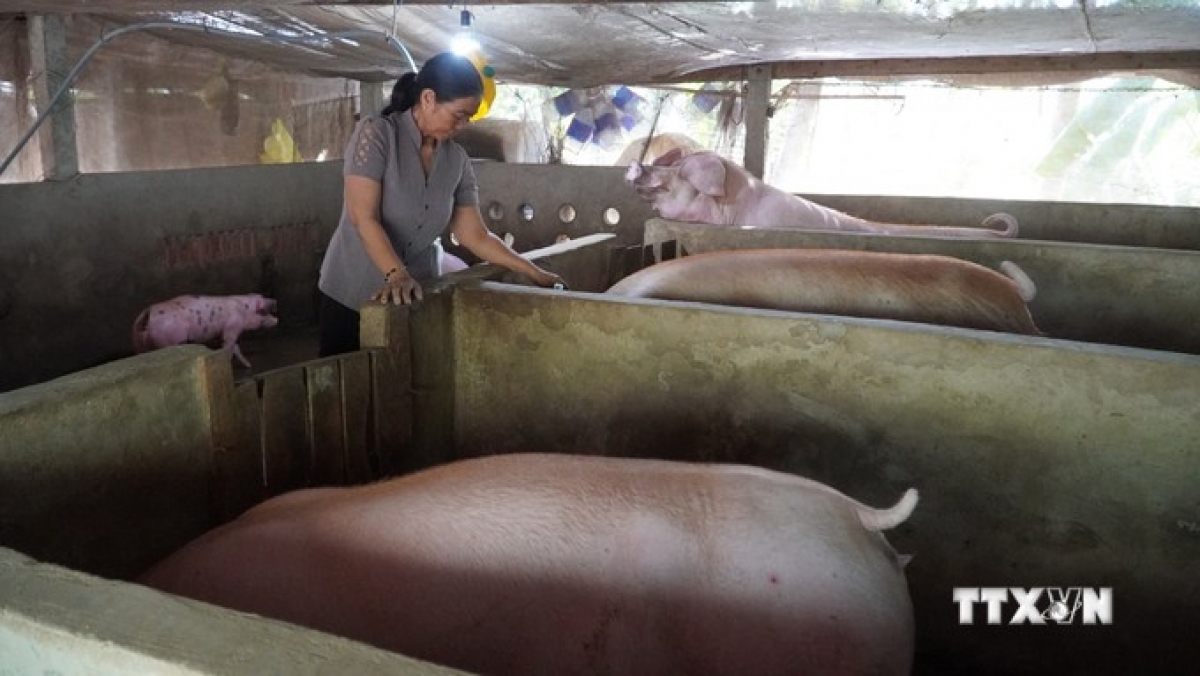 Bà Lái Thị Tật, xã Thới Quản, huyện Gò Quao thoát nghèo nhờ vay 40 triệu đồng nuôi lợn. Ảnh: Văn Sĩ - TTXVN