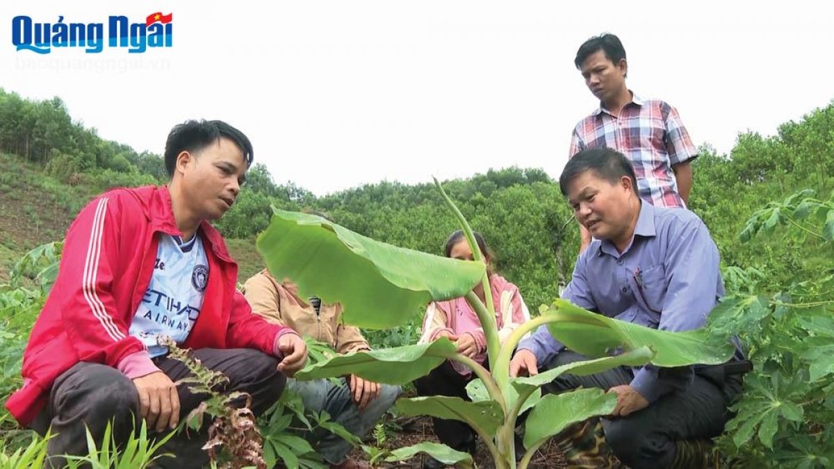 Hỗ trợ giống cây trồng, vật nuôi cho đồng bào- ảnh- Báo Quảng Ngãi