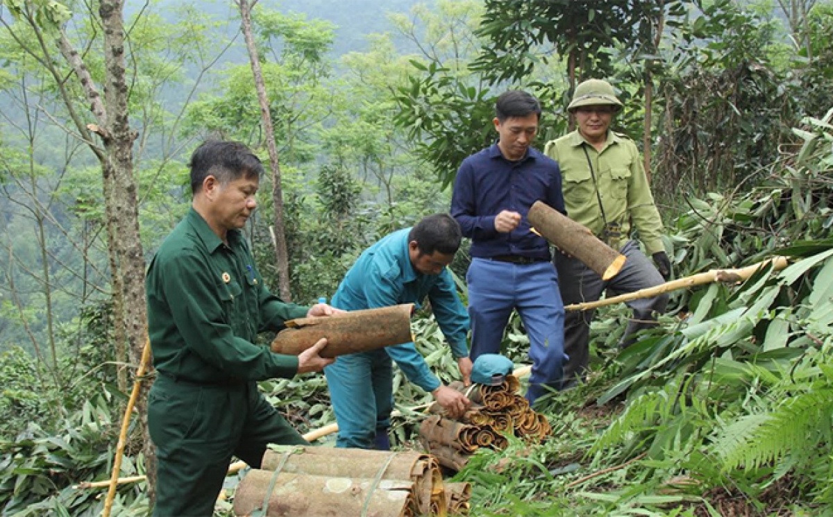 Nông dân xã Đào Thịnh thu  vỏ quế. Ảnh KT: Hùng Cường- Báo Yên Bái