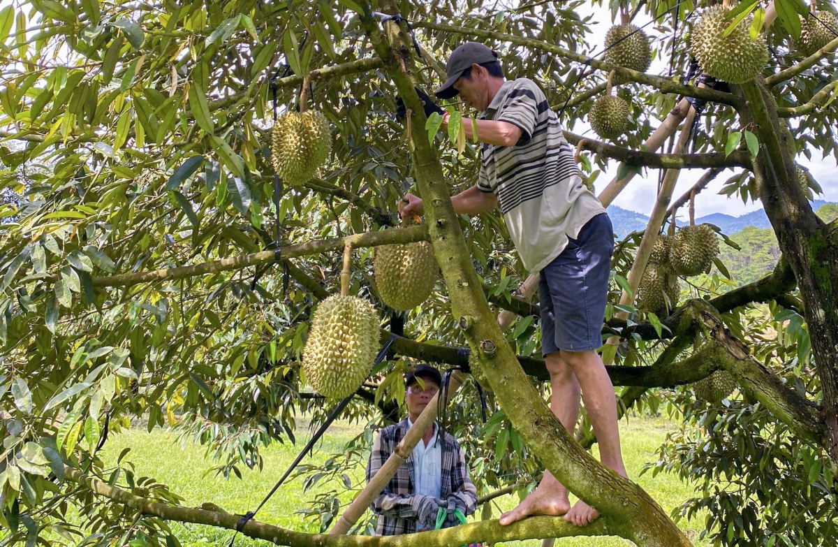 Sầu riêng đem lại thu nhập cao cho người dân miền núi Khánh Sơn, tỉnh Khánh Hòa