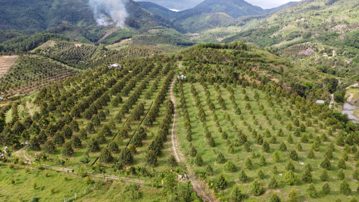 Những vườn sầu riêng được đầu tư bài bản tại huyện miền núi Khánh Sơn, tỉnh Khánh Hòa