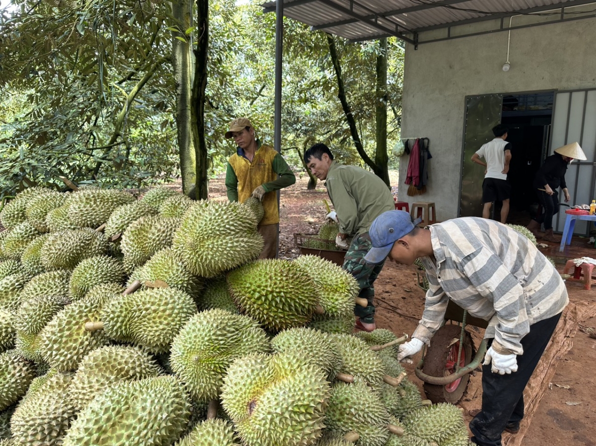 Sầu riêng Dak Lak prap ba sĭ mơdrô pơ tač rơngiao