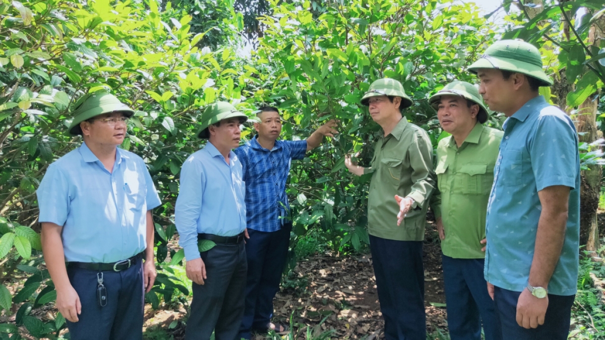 Lãnh đạo huyện Ba Chẽ thăm mô hình trồng 500 cây trà hoa vàng của
ông Triệu Kim, thôn Làng Cổng, xã Đồn Đạc, cho thu nhập từ hoa hơn 500 triệu đồng/năm.
Ảnh: Phạm Học/Báo Quảng Ninh