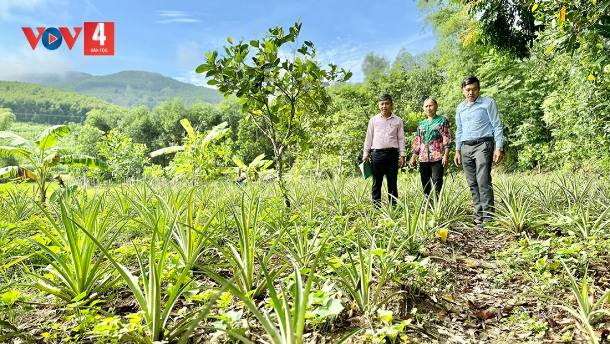 Phát triển mô hình trồng cây ăn quả từa nguồn vốn vay ưu đãi