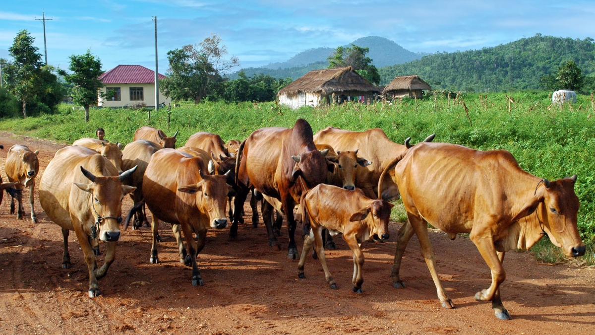 Chăn nuôi bò ở Hàm Cần. Ảnh: KT