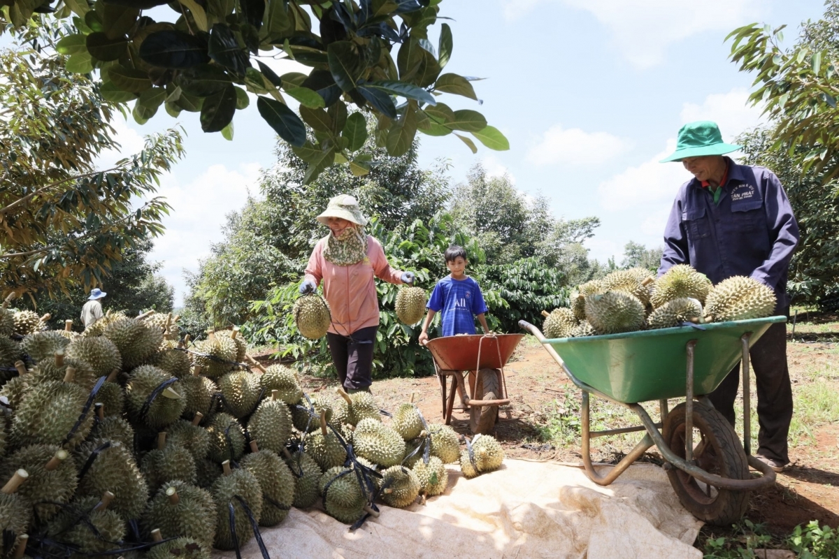 Kon pơlei jang chŭn mir Krông Pach, dêh char Đắk Lắk čhôk ‘nă jĭ tơ ‘ngla tơm lơ̆m tơdrong lêh