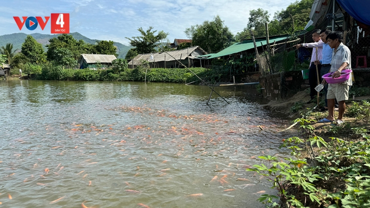 Mô hình nuôi cá đuôi hồng cho hiệu quả kinh tế cao ở Ba Tơ