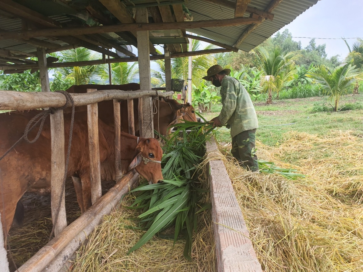 Từ nguồn vốn chính sách, bà con dân tộc thiểu số tại Gia Lai có vốn để đầu tư chăn nuôi