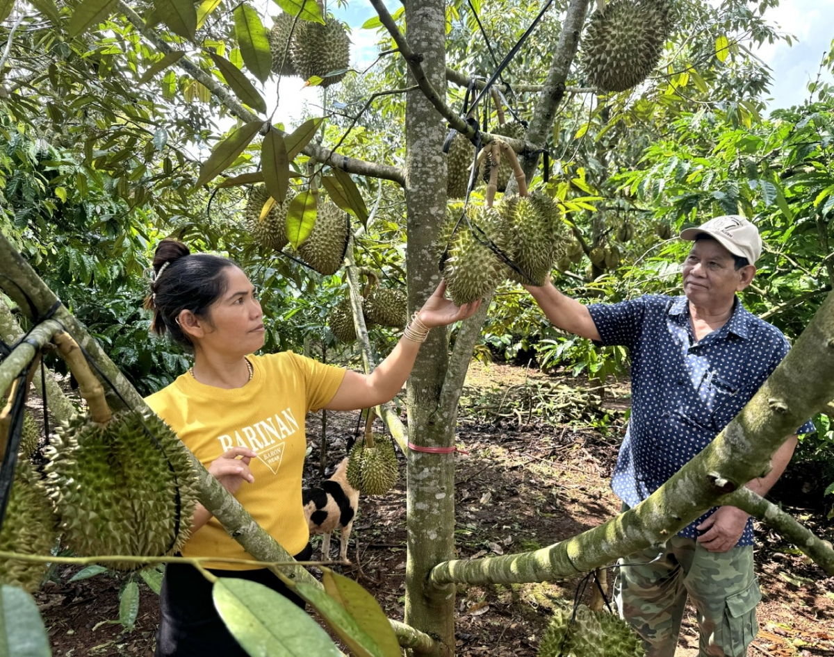 
Ồng Y Mi Êban mờ suơn chi tam tàm bơrlŭ bal mờ tờm sầu riêng, tiêu, kơphê