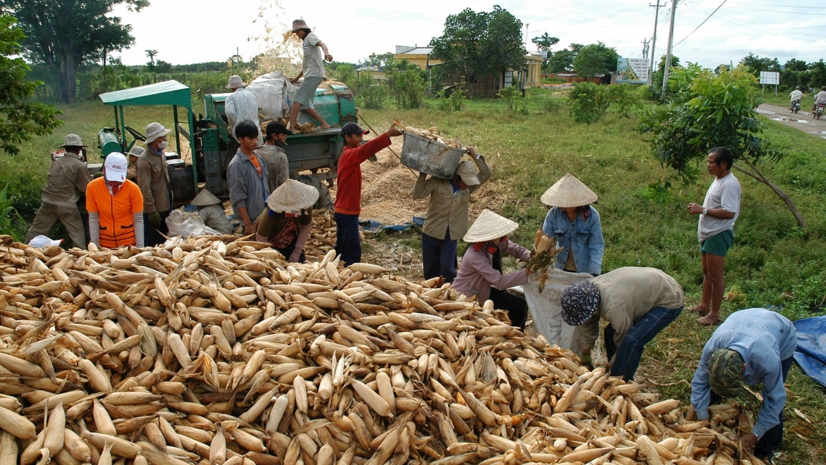 Đồng bào thu hoạch bắp. Ảnh: KT