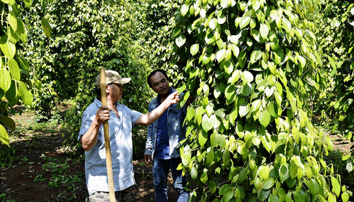 Cây hồ tiêu ở huyện Hướng Hóa