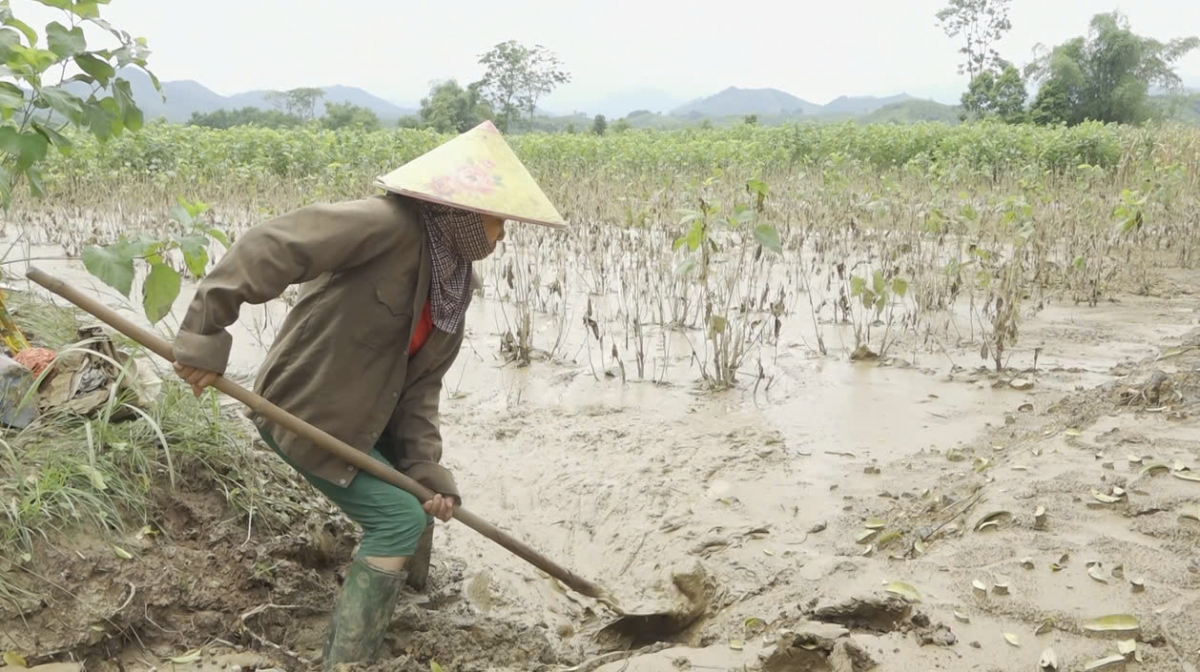 Người dân làm mọi cách để cứu cây dâu