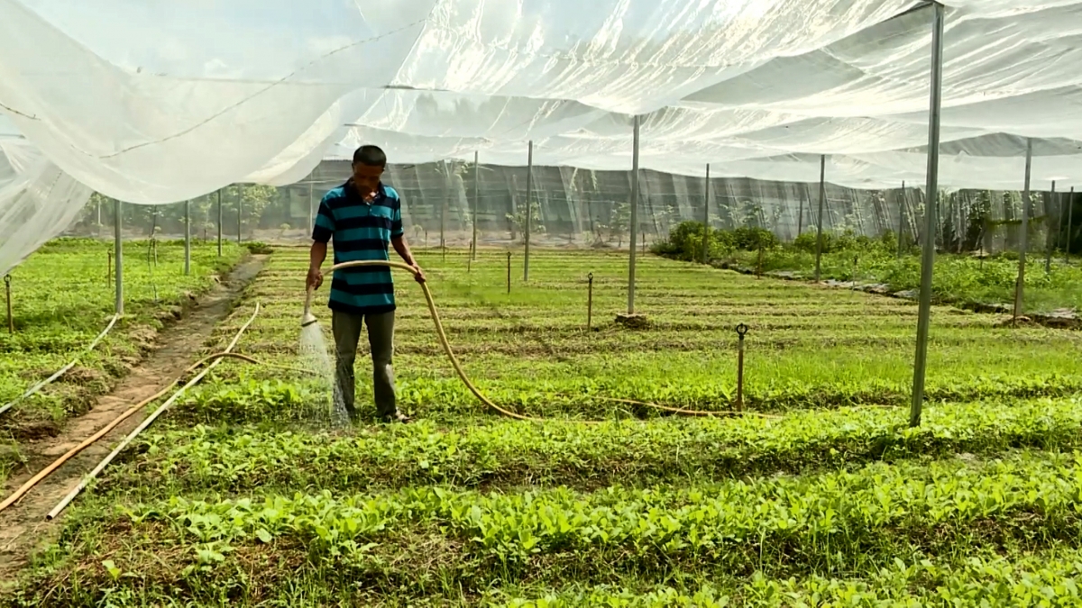 Nông dân Khmer Trà Vinh trồng rau trong nhà lưới