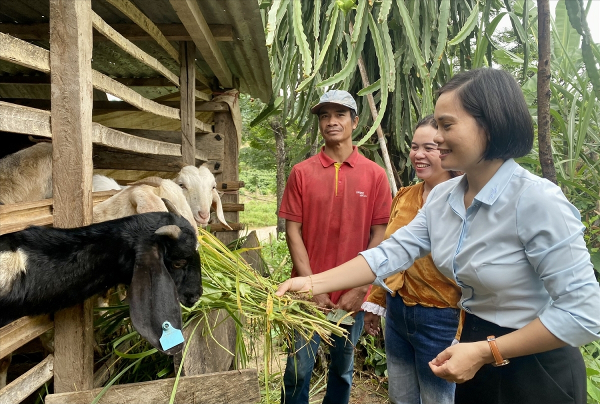 Mô hình hỗ trợ dê sinh sản giúp hộ ông A Huynh, thôn Kon Bơ Băn, xã Ngọk Réo, huyện Đăk Hà
có điều kiện phát triển kinh tế