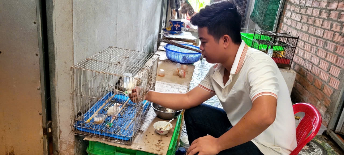 Chăm sóc chim chào mào con ân cần, tỉ mỉ.