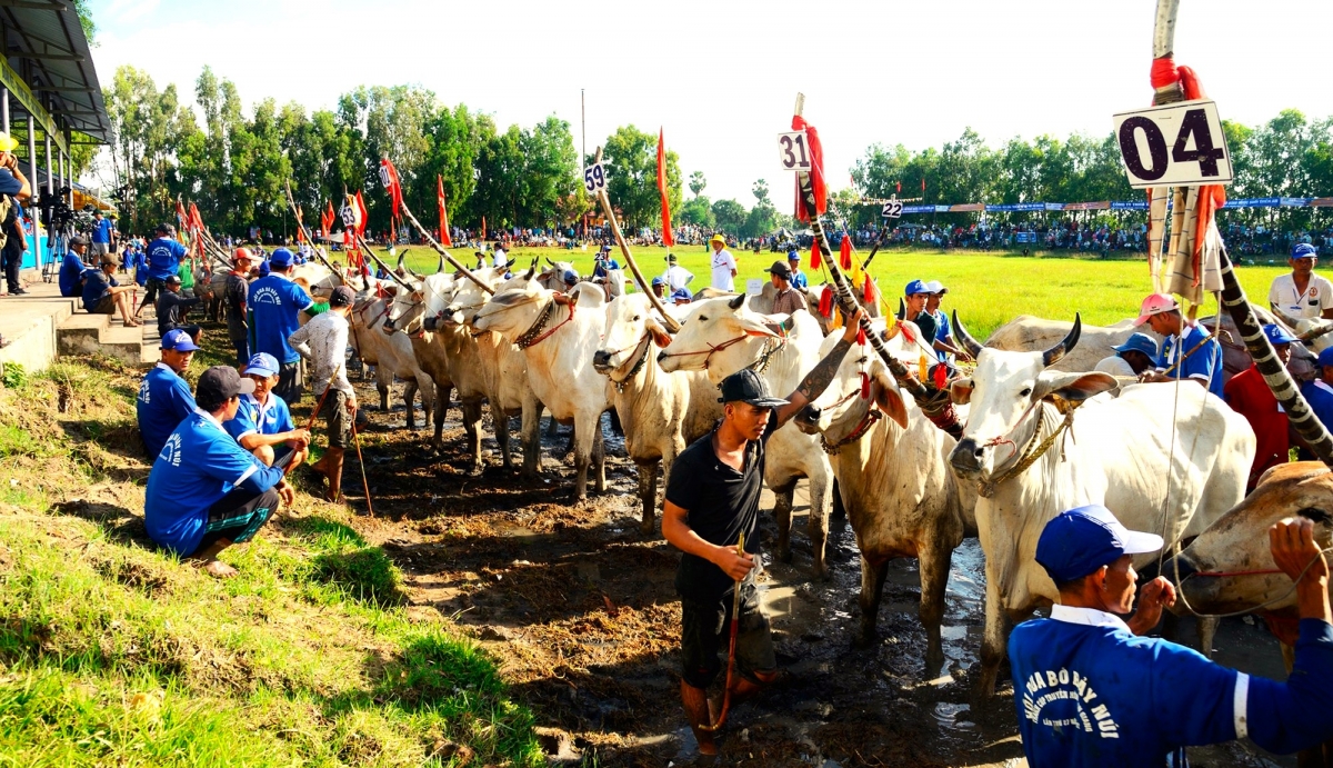 Hội đua bò Bảy Núi năm nay đã thu 64 đôi bò đến tranh tài 