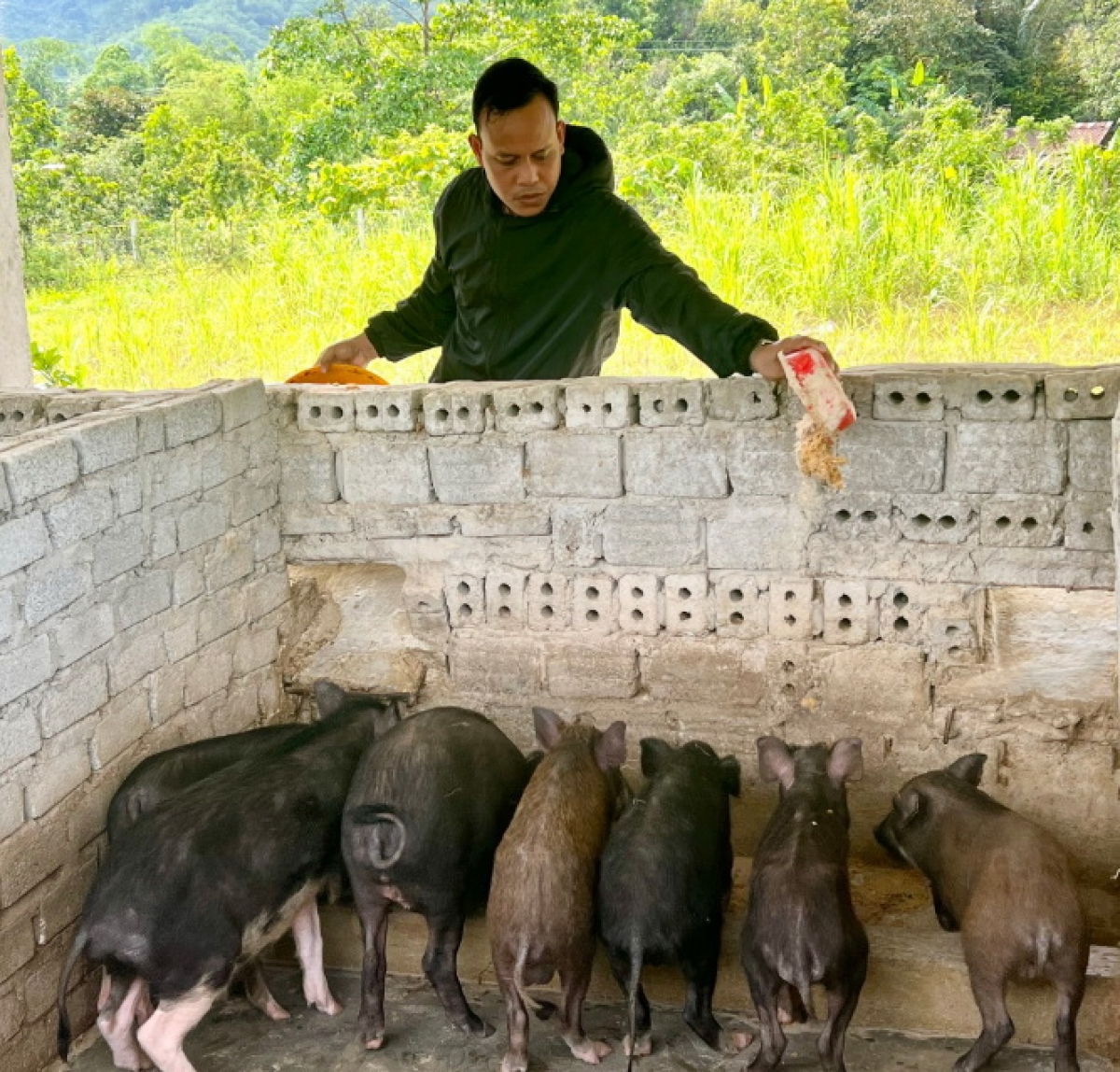  Mô hình nuôi heo đen của HTX Nông nghiệp A Liêng, xã Tà Bhing, huyện Nam Giang cho hiệu quả kinh tế