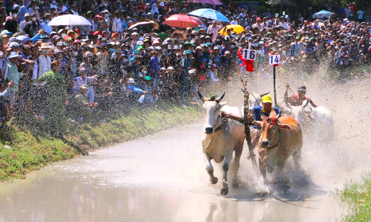 ở đoạn luật cho phép, nếu đôi bò sau phóng nhanh đạp lên bừa đôi bò trước hoặc vượt qua là thắng cuộc,
dù chưa tới đích