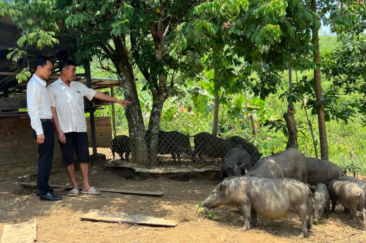 Mô hình nuôi heo rừng lai của anh Vũ Văn Hoàng, ở huyện Nam Giang, tỉnh Quảng Nam phát triển tốt nhờ nguồn vốn Agribank