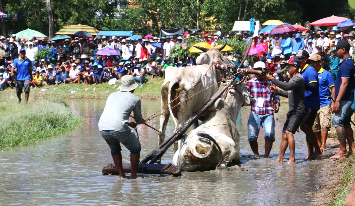 Trong cuộc đua "người điều khiển bò" phải đứng thật vững trên gọng bừa, vì nếu bị ngã là thua cuộc.
(Trong ảnh là một sự cố trên đường đua, theo luật, người chơi và đôi bò này đã thua cuộc)