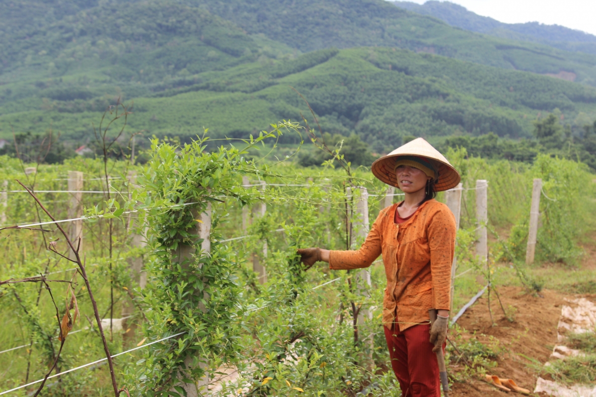 Mô hình trồng dây thìa canh ở xã An Dũng, huyện An Lão, tỉnh Bình Định.