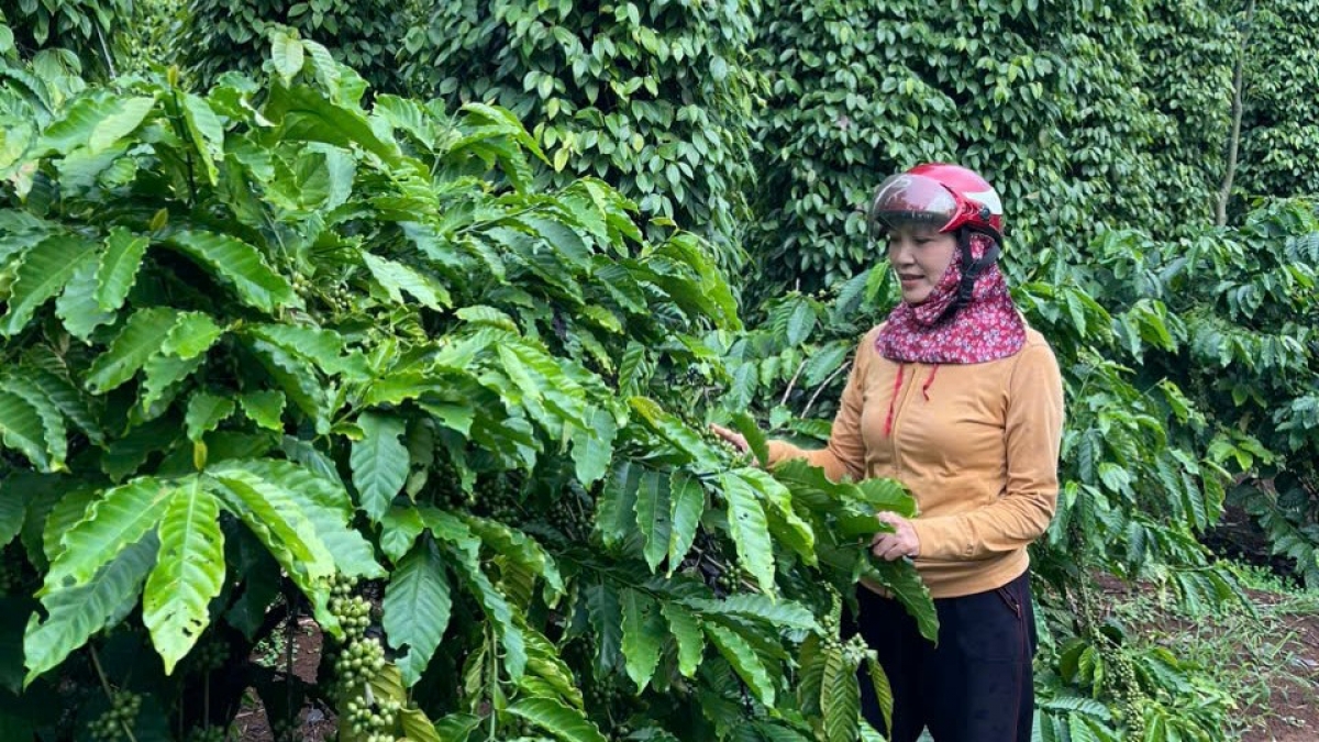 Nâ Mai Thị Nhung (44 hơnăm), ngế ki pơkuâ rak ngăn kơdrum kơphế ton hơnăm a thôn 9, cheăm Ea Tiêu, tơring Čư̆ Kuiñ, kong pơlê Dak Lak