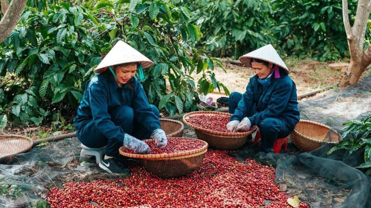 Pêt kơphế krá ton pơhlêh pêi lo liăn ăm kuăn pơlê, mơdêk ivá tơxup kơphế Việt ƀă rak vế hyôh kong prâi