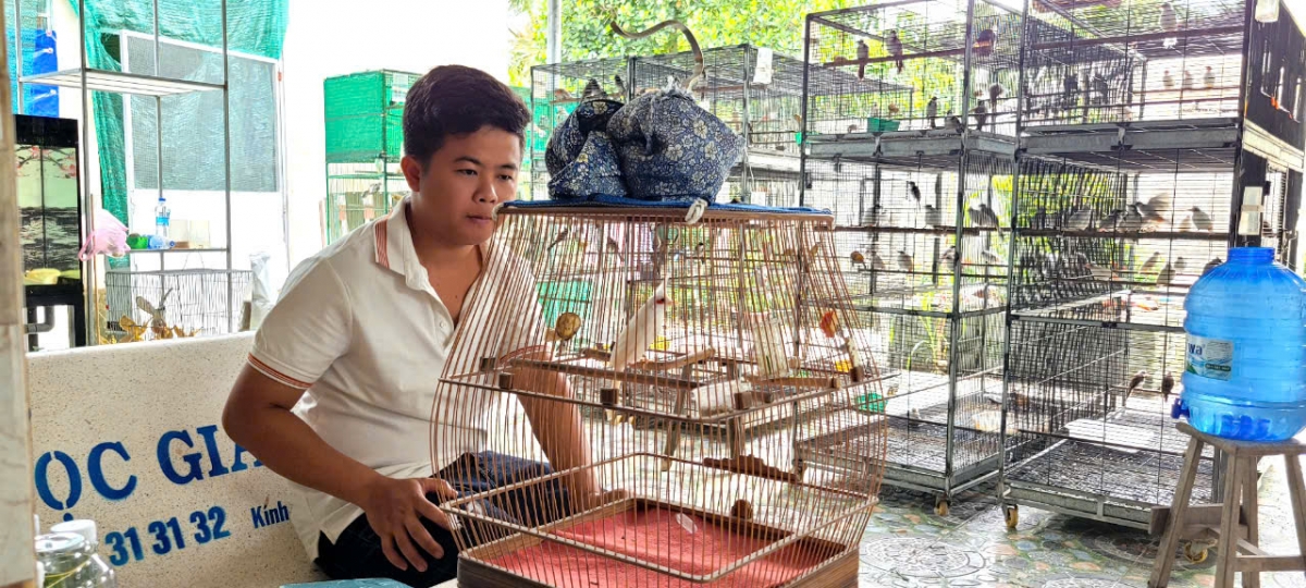Chim chào mào đột biến của người thanh niên này nuôi chất lượng tốt, đạt giải cao tại nhiều cuộc thi.
