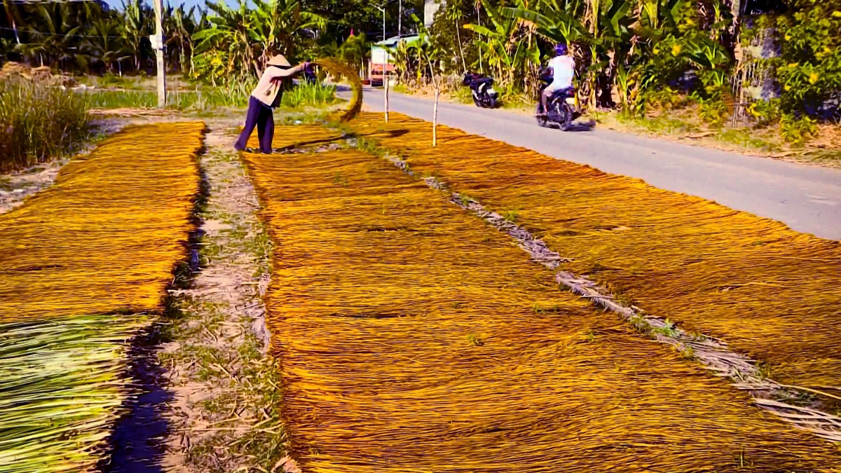 Lác nguyên liệu được phơi khô trước khi giao cho các hộ dệt mang đi tẩm màu.
Ảnh: Thạch Trà Vinh/VOV ĐBSCL