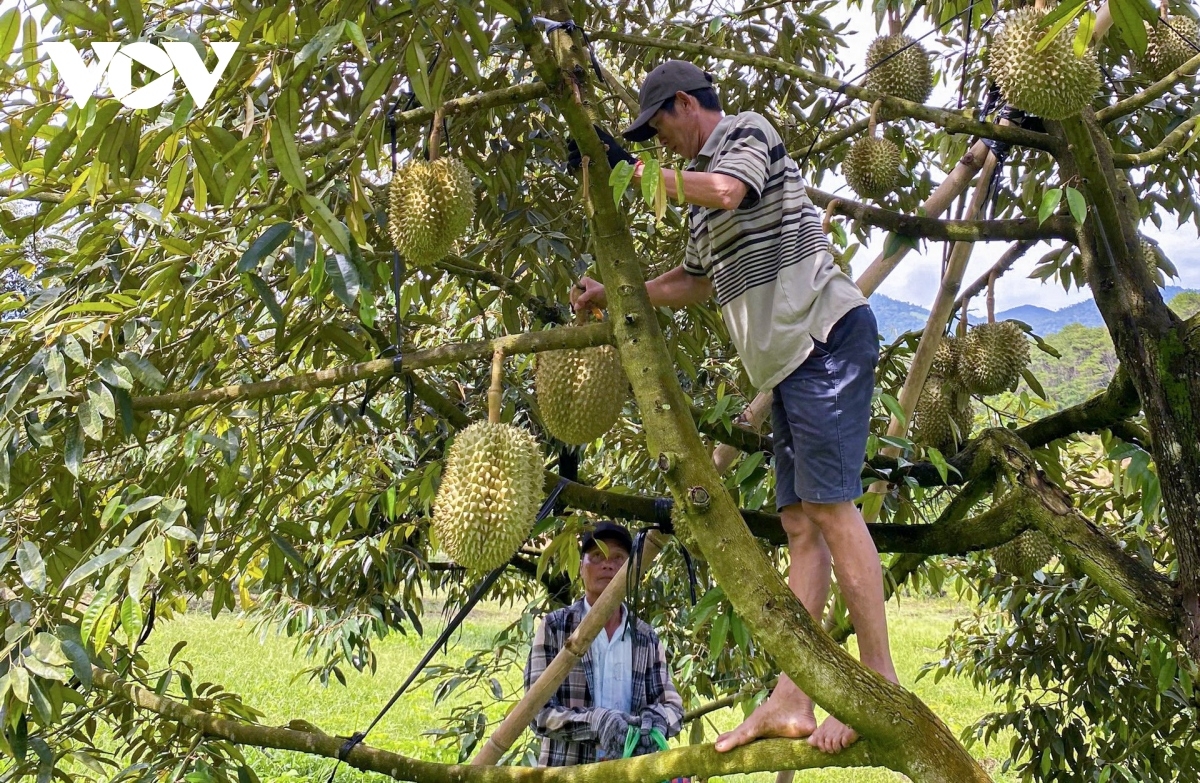 Đhanuôr chr'hoong Khánh Sơn, tỉnh Khánh Hòa pêêh pay sầu riêng