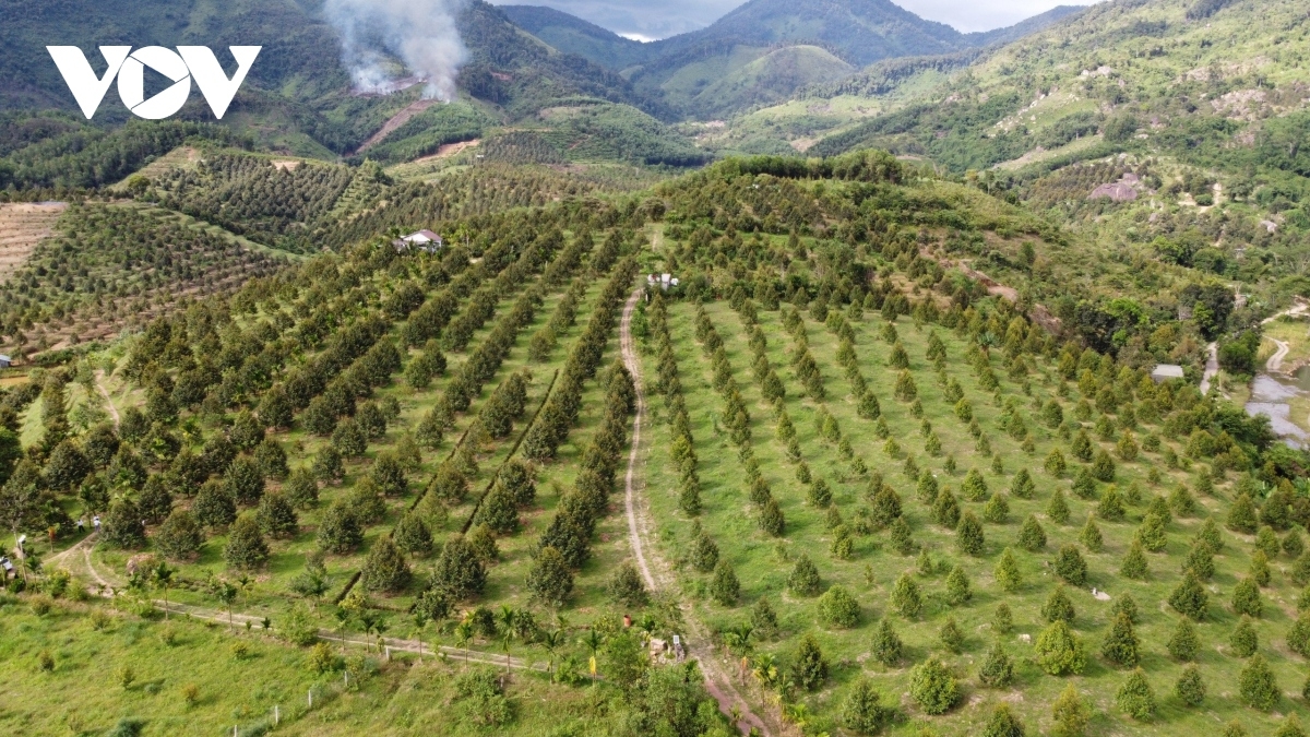 Những vườn sầu riêng được chuyển đổi canh tác hữu cơ tại huyện miền núi Khánh Sơn