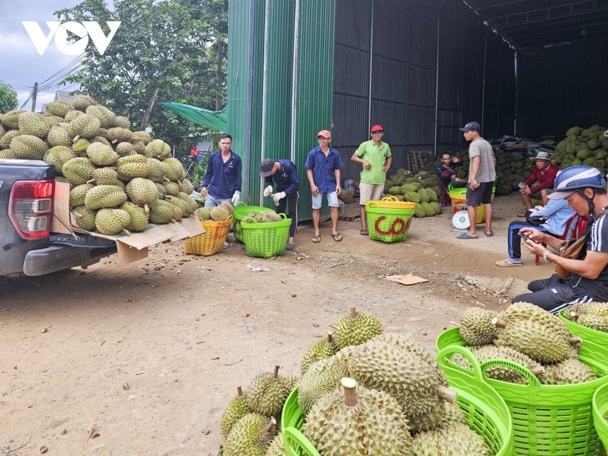 Sẩu riêng Khánh Sơn được thị trường ưa chuộng