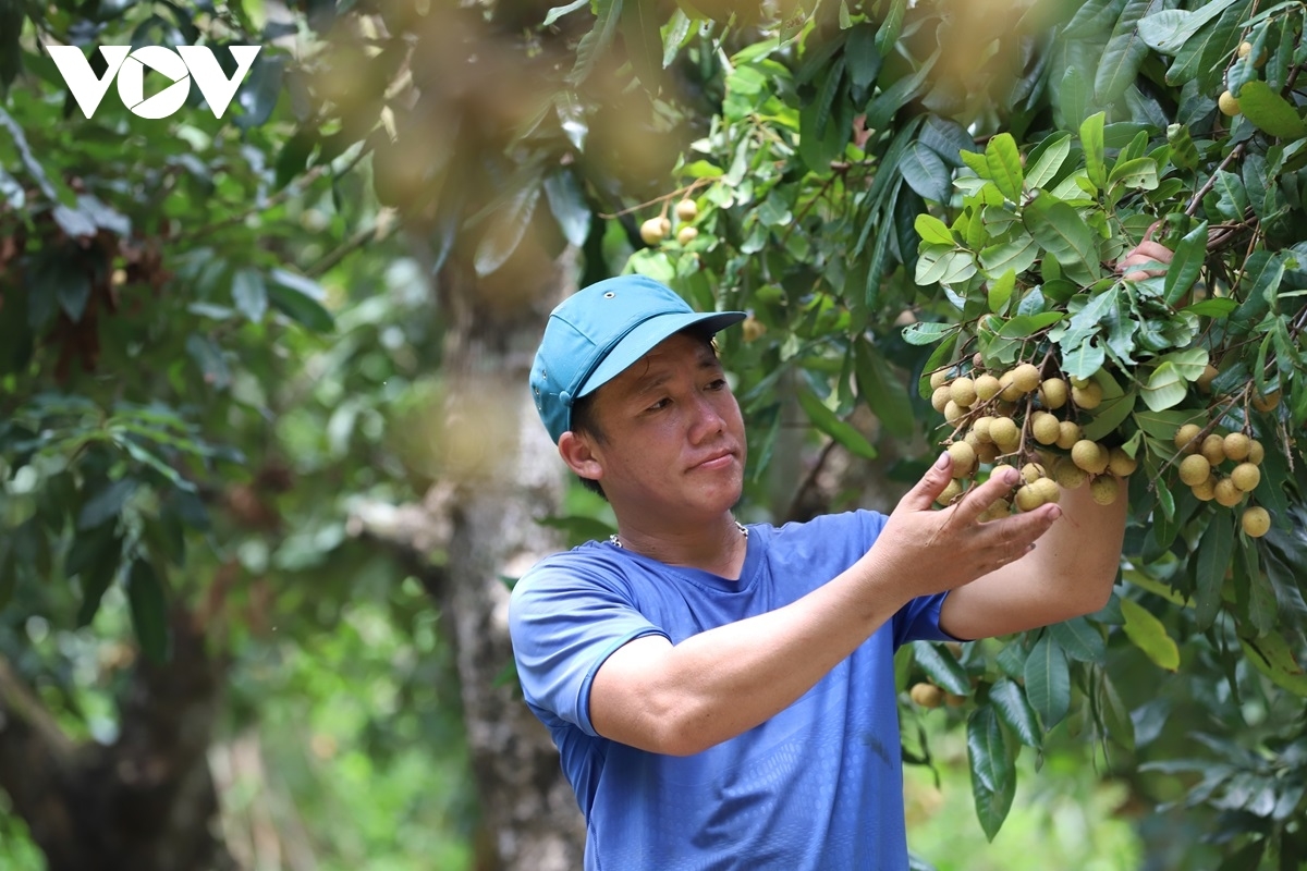 Trồng cây ăn quả theo hướng an toàn, cho hiệu quả kinh tế cao