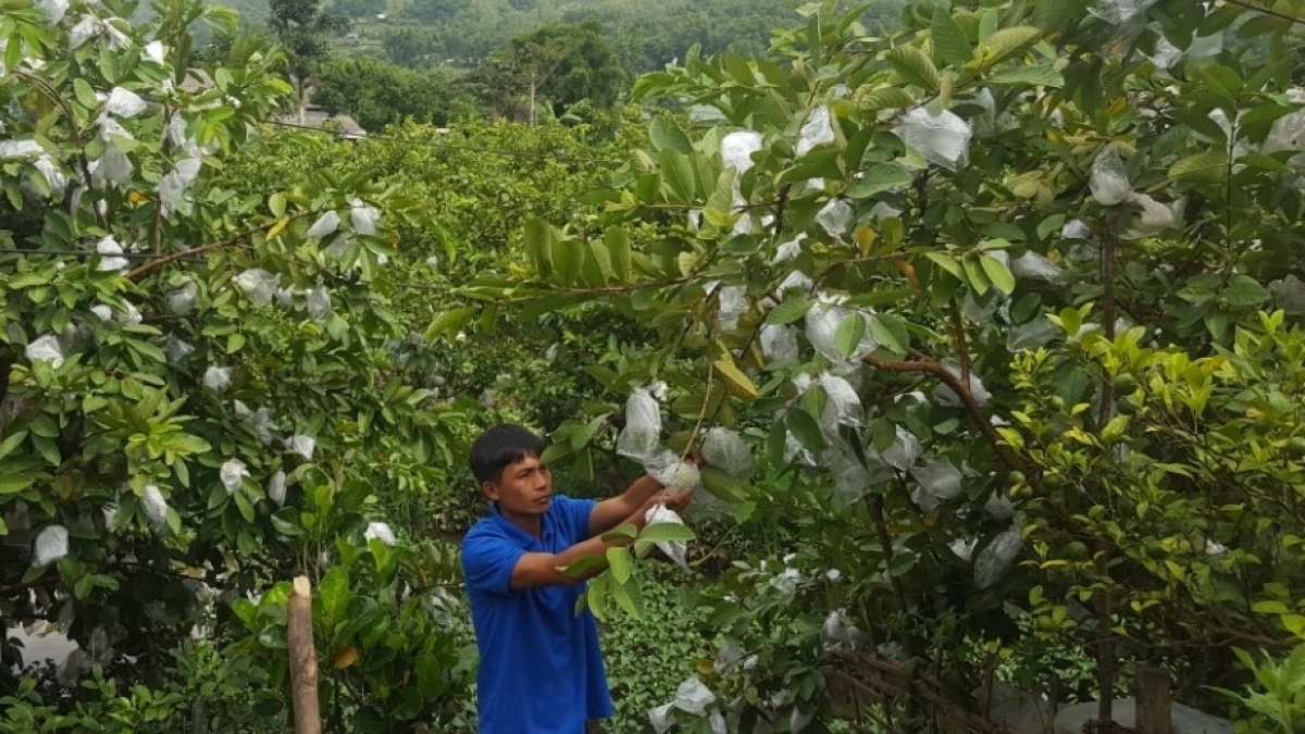 Ổi Hua Nà giờ đây đã trở thành sản phẩm OCOP đặc trưng
của địa phương và là cây làm giàu của người dân.
Ảnh: Khắc Kiên/VOV Tây Bắc