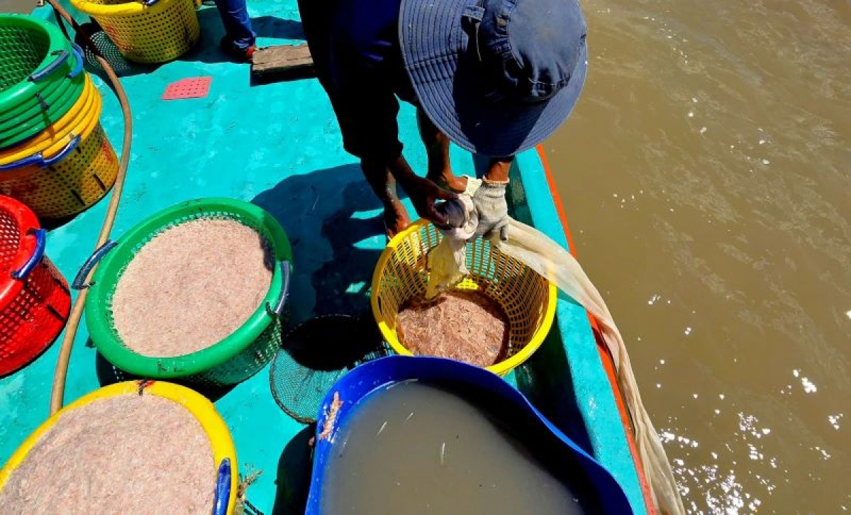 Với những ghe cỡ trung, mỗi ngày người dân đánh ruốc sẽ có lời từ 2 - 3 triệu đồng.