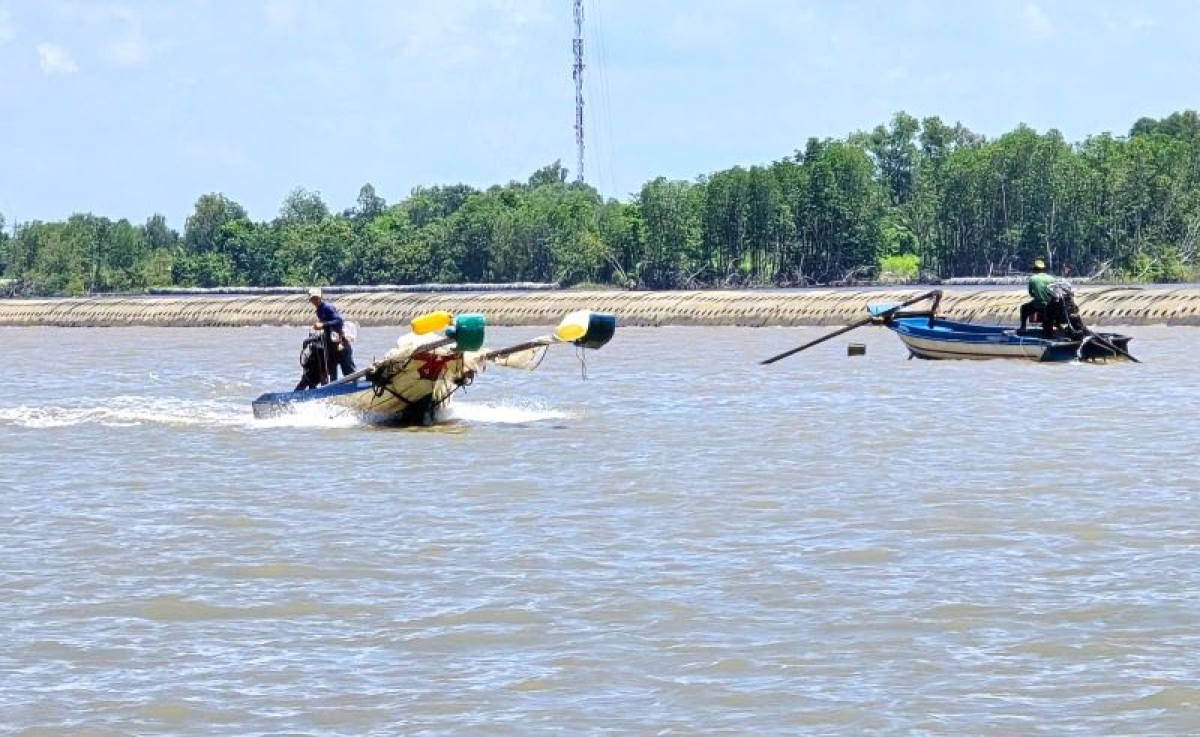 Tuy nhiên, cũng không hiếm ngày biển êm nhưng không có ruốc. Ngư dân chạy ghe ra, rồi chạy ghe vào, chịu lỗ tiền dầu, tiền công lao động.