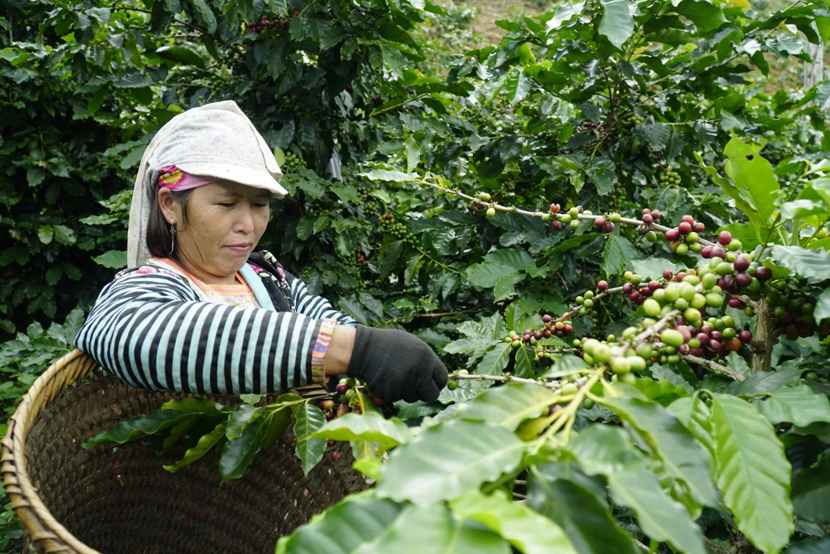 Những năm gần đây, phong trào phụ nữ khởi nghiệp ở Điện Biên ngày càng phát triển mạnh mẽ.