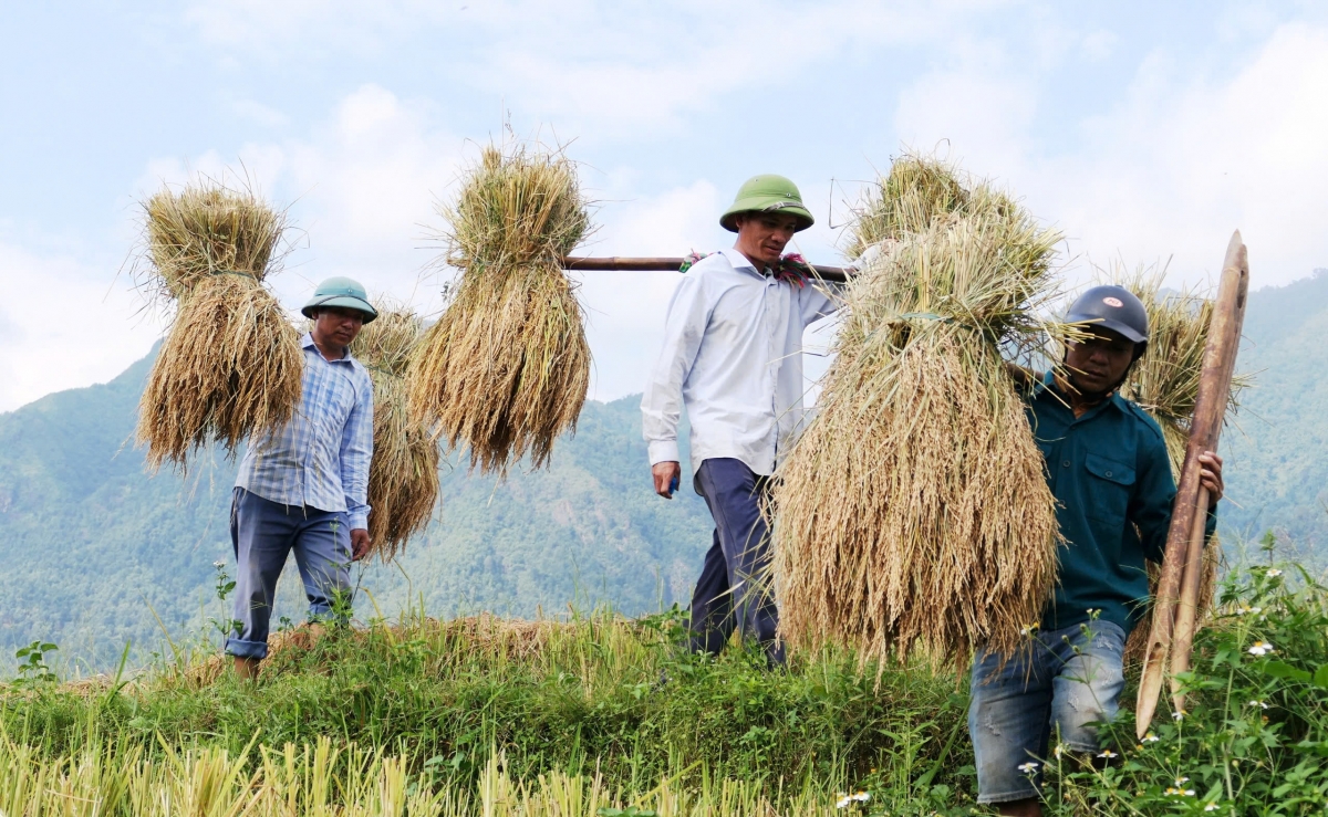 Không khí lao động khẩn trương tràn ngập trên cánh đồng Mường Than