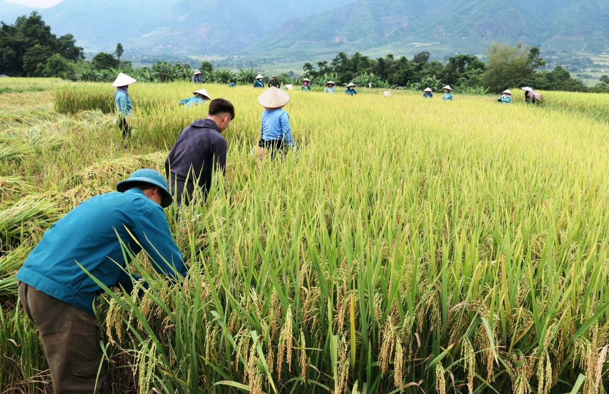 Làm đổi công là giải pháp được bà con nông dân huyện Than Uyên đẩy nhanh tiến độ thu hoạch lúa mùa để đảm bảo thời vụ