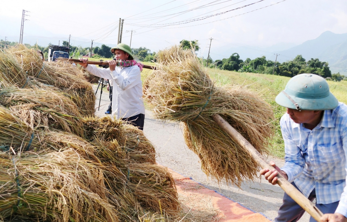 Với năng suất khoảng 60 tạ 1ha và cơ cấu giống chủ yếu là lúa thuần chất lượng, giá trị kinh tế cao hứa hẹn mang lại đời sống ấm no cho bà con nông dân