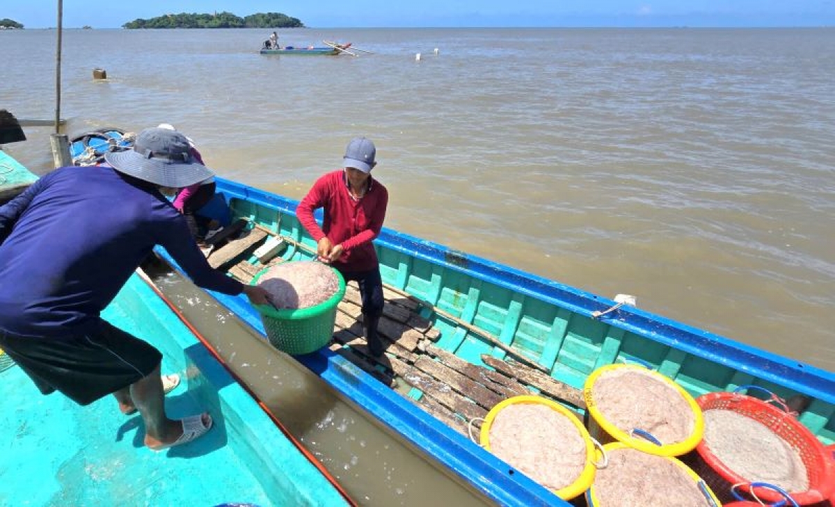 Cũng có những người chuyên làm nghề tải ruốc, họ chạy vỏ lãi ra những ghe đánh bắt ruốc trước đó rồi bốc ruốc lên thuyền trở vào giao cho người nhà. Mỗi cần xé ruốc, chủ ghe phải trả từ 30 – 40 ngàn, tùy khoảng cách xa hay gần bờ.