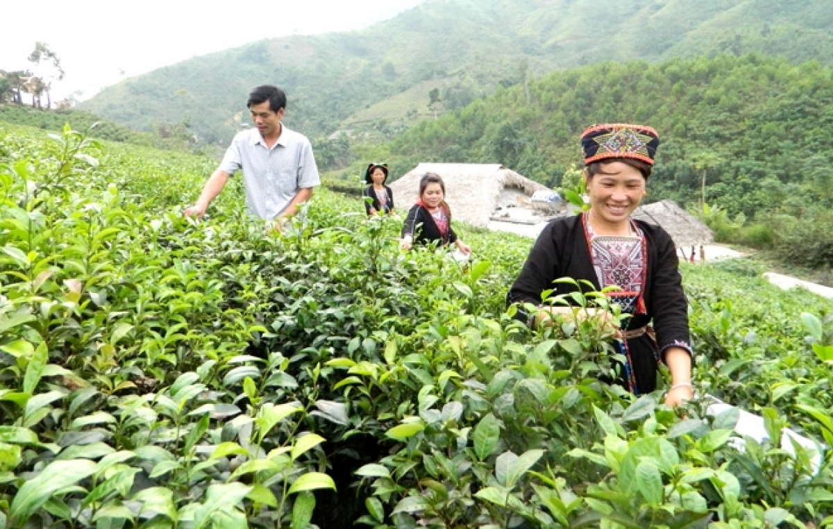 Tuyên Quang mơ-eăm gum hên vâi kơdrâi kuăn ngo pơhlêh tung tơdroăng rêh ối (um internet)