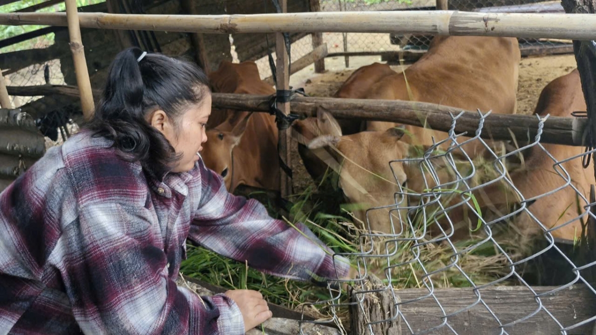 Chị Ksor H'Nhươn chăm sóc đàn bò, bởi đây là tài sản lớn giúp gia đình chị thoát nghèo. (ảnh: Nguyễn Thảo)