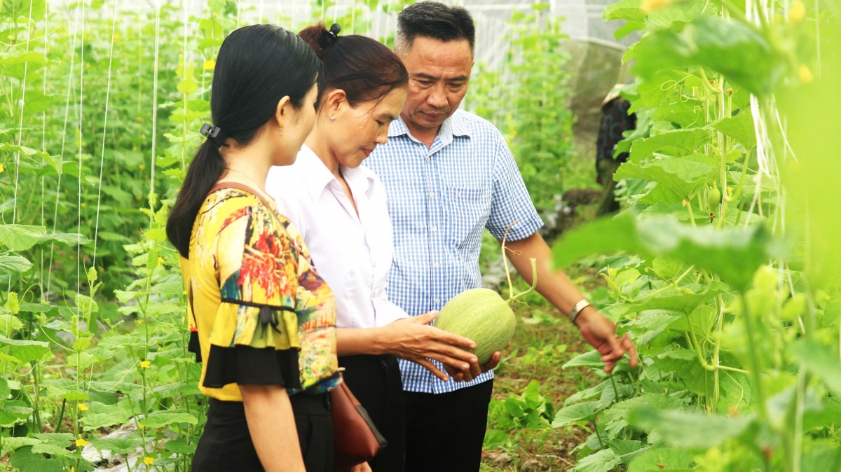 Chị Phạm Thuý Liễu (đứng giữa-vợ anh Trung) chia sẻ mô hình trồng dưa lưới trong nhà kính