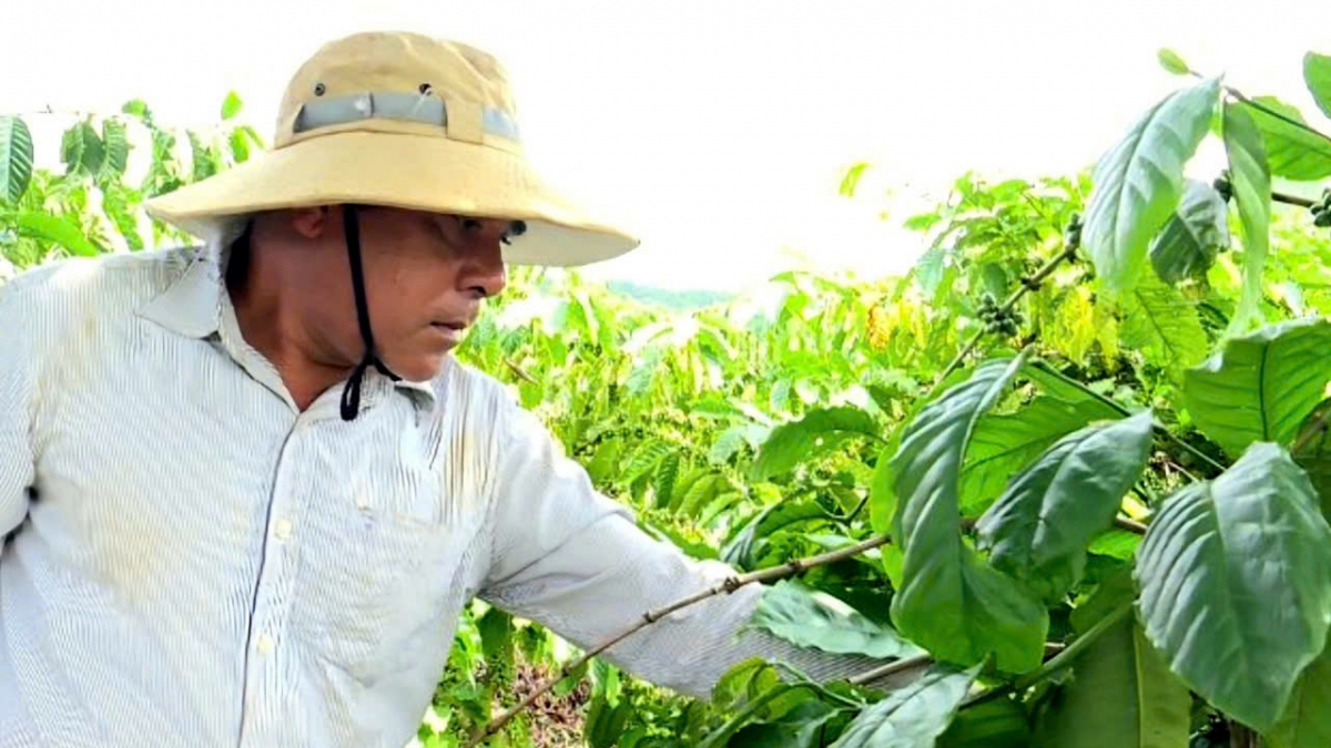 Đảng viên luôn là đầu tàu, gương mẫu trong chuyển đổi cơ cấu cây trồng.
Ảnh: Quang Sáng/VOV Tây Nguyên