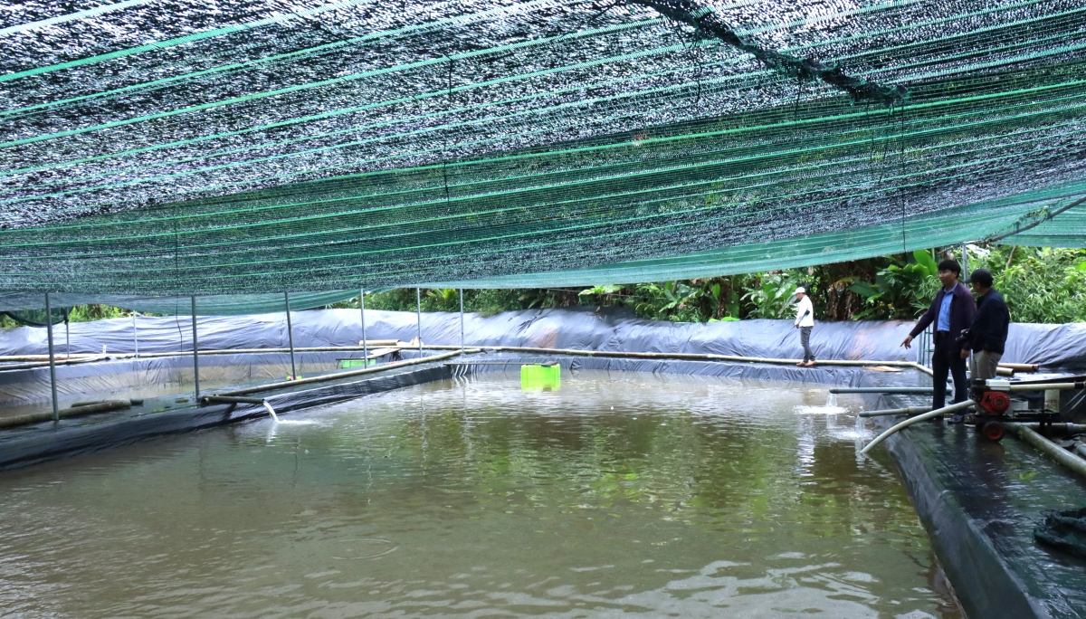 Một mô hình nuôi cá nước lạnh trong vùng dân tộc thiểu số ở huyện Di Linh.
Ảnh: Quang Sáng/VOV Tây Nguyên